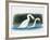 Close-Up of Two Mute Swans Mating-null-Framed Giclee Print