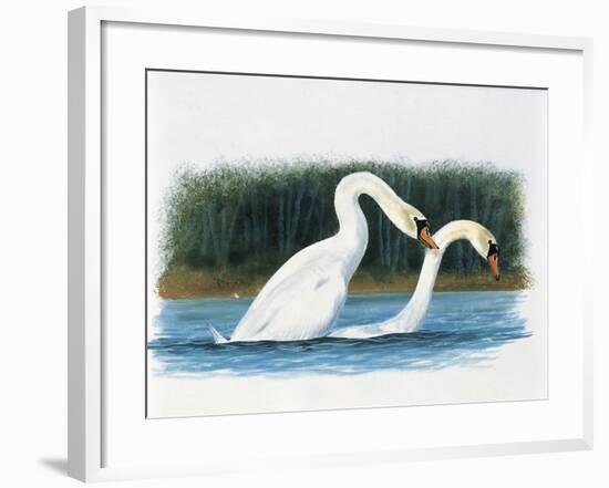 Close-Up of Two Mute Swans Mating-null-Framed Giclee Print