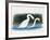 Close-Up of Two Mute Swans Mating-null-Framed Giclee Print