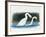 Close-Up of Two Mute Swans Mating-null-Framed Giclee Print