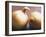 Close-Up of Two Onions-Lee Frost-Framed Photographic Print