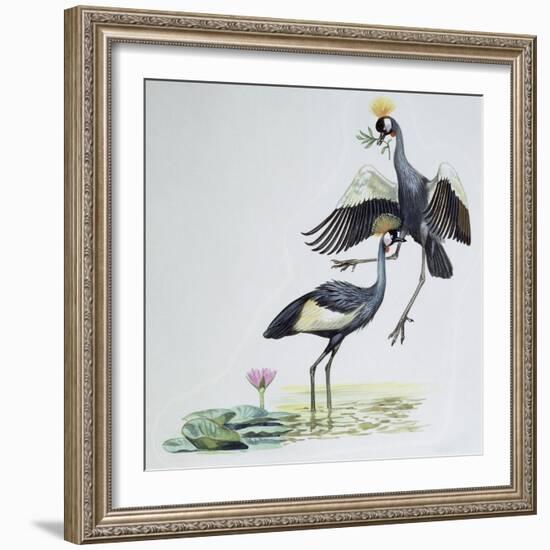 Close-Up of Two Peacocks (Pavo Cristatus)-null-Framed Giclee Print