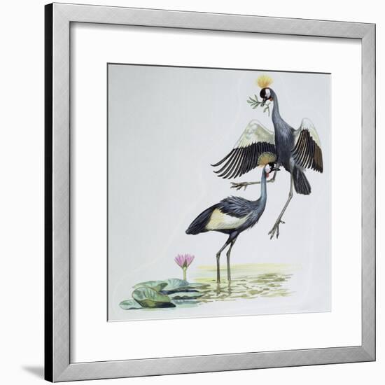 Close-Up of Two Peacocks (Pavo Cristatus)-null-Framed Giclee Print