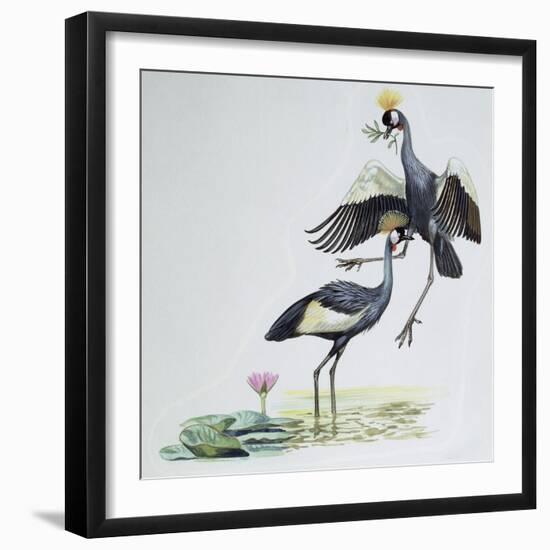 Close-Up of Two Peacocks (Pavo Cristatus)-null-Framed Giclee Print