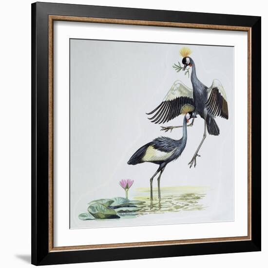 Close-Up of Two Peacocks (Pavo Cristatus)-null-Framed Giclee Print