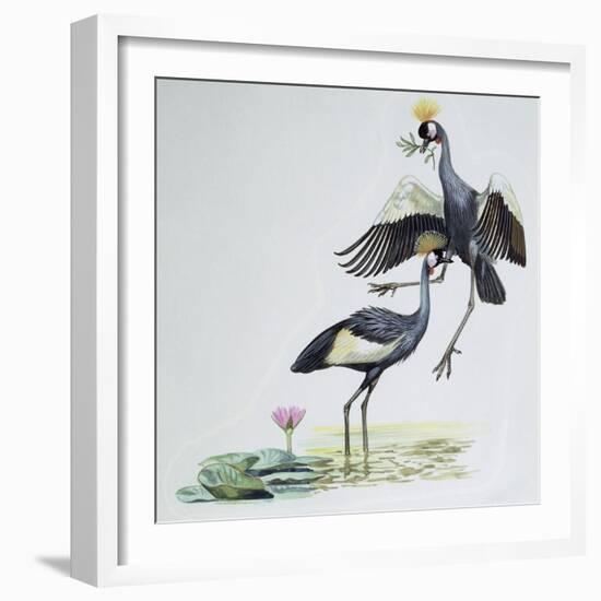 Close-Up of Two Peacocks (Pavo Cristatus)-null-Framed Giclee Print