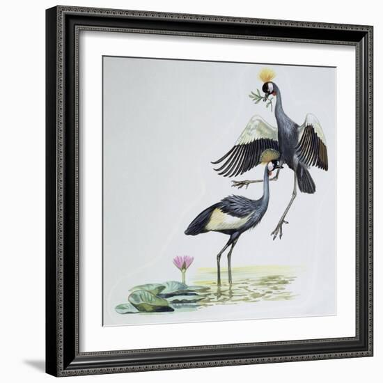 Close-Up of Two Peacocks (Pavo Cristatus)-null-Framed Giclee Print