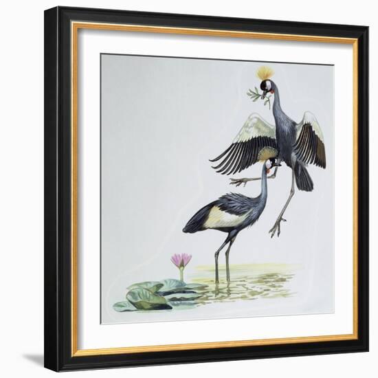 Close-Up of Two Peacocks (Pavo Cristatus)-null-Framed Giclee Print