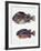 Close-Up of Two Perciformes Fish (Epinephelus Sp.)-null-Framed Giclee Print