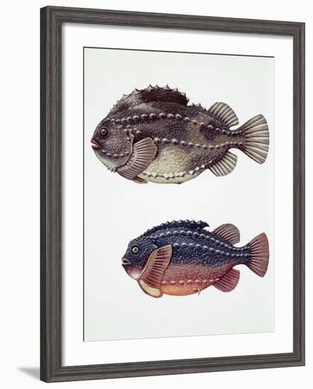 Close-Up of Two Perciformes Fish (Epinephelus Sp.)-null-Framed Giclee Print