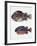 Close-Up of Two Perciformes Fish (Epinephelus Sp.)-null-Framed Giclee Print