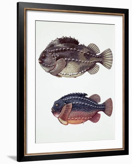 Close-Up of Two Perciformes Fish (Epinephelus Sp.)-null-Framed Giclee Print