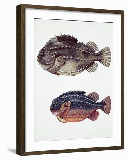 Close-Up of Two Perciformes Fish (Epinephelus Sp.)-null-Framed Giclee Print