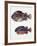 Close-Up of Two Perciformes Fish (Epinephelus Sp.)-null-Framed Giclee Print