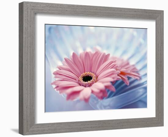Close Up of Two Pink Gerbera Daisies in Water Ripples-null-Framed Photographic Print