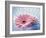 Close Up of Two Pink Gerbera Daisies in Water Ripples-null-Framed Photographic Print