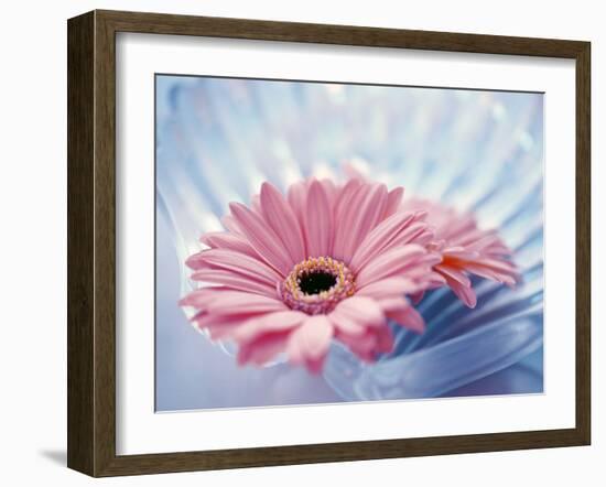 Close Up of Two Pink Gerbera Daisies in Water Ripples-null-Framed Photographic Print