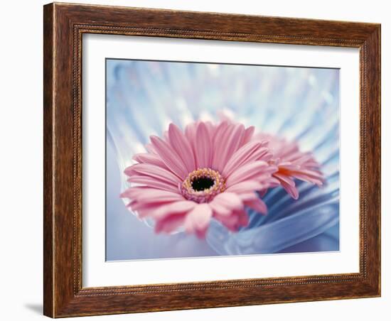 Close Up of Two Pink Gerbera Daisies in Water Ripples-null-Framed Photographic Print