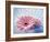 Close Up of Two Pink Gerbera Daisies in Water Ripples-null-Framed Photographic Print