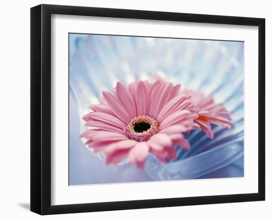 Close Up of Two Pink Gerbera Daisies in Water Ripples-null-Framed Photographic Print