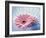 Close Up of Two Pink Gerbera Daisies in Water Ripples-null-Framed Photographic Print