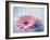 Close Up of Two Pink Gerbera Daisies in Water Ripples-null-Framed Photographic Print