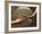 Close Up of Two Runners Hands Passing the Baton in Relay Race in Front of Old European Clock Face-null-Framed Photographic Print