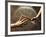 Close Up of Two Runners Hands Passing the Baton in Relay Race in Front of Old European Clock Face-null-Framed Photographic Print