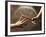 Close Up of Two Runners Hands Passing the Baton in Relay Race in Front of Old European Clock Face-null-Framed Photographic Print