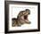 Close-Up of Tyrannosaurus Rex Dinosaur with Mouth Open-null-Framed Art Print