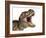 Close-Up of Tyrannosaurus Rex Dinosaur with Mouth Open-null-Framed Art Print