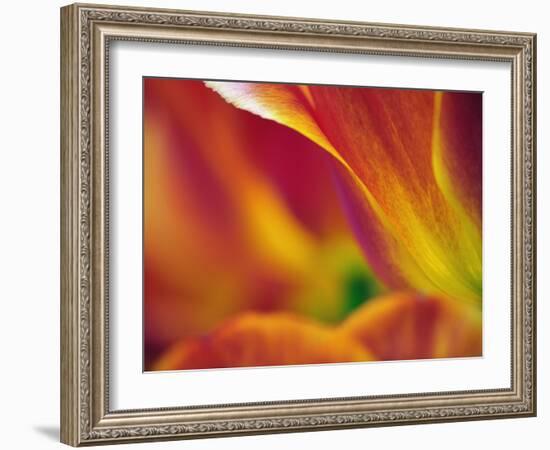 Close-up of underside of tulip flower, Kuekenhof Gardens, Lisse, Netherlands, Holland-Adam Jones-Framed Photographic Print