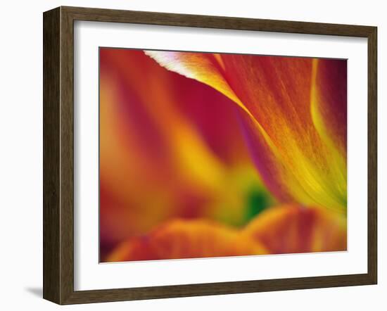 Close-up of underside of tulip flower, Kuekenhof Gardens, Lisse, Netherlands, Holland-Adam Jones-Framed Photographic Print