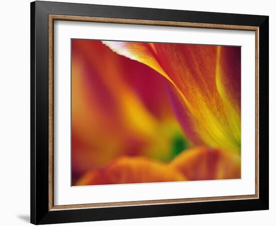 Close-up of underside of tulip flower, Kuekenhof Gardens, Lisse, Netherlands, Holland-Adam Jones-Framed Photographic Print