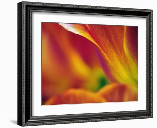 Close-up of underside of tulip flower, Kuekenhof Gardens, Lisse, Netherlands, Holland-Adam Jones-Framed Photographic Print