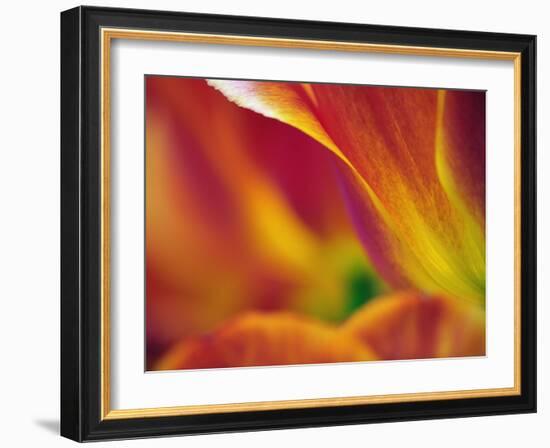 Close-up of underside of tulip flower, Kuekenhof Gardens, Lisse, Netherlands, Holland-Adam Jones-Framed Photographic Print