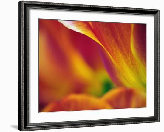 Close-up of underside of tulip flower, Kuekenhof Gardens, Lisse, Netherlands, Holland-Adam Jones-Framed Photographic Print