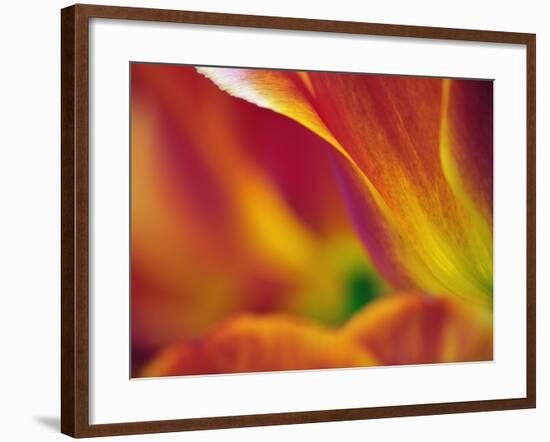 Close-up of underside of tulip flower, Kuekenhof Gardens, Lisse, Netherlands, Holland-Adam Jones-Framed Photographic Print