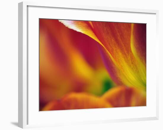 Close-up of underside of tulip flower, Kuekenhof Gardens, Lisse, Netherlands, Holland-Adam Jones-Framed Photographic Print