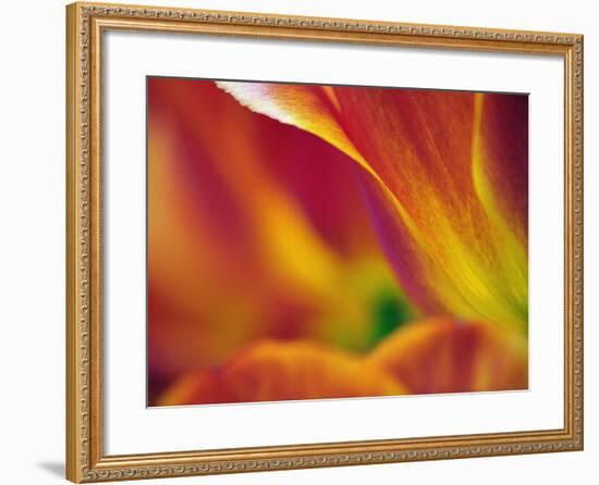 Close-up of underside of tulip flower, Kuekenhof Gardens, Lisse, Netherlands, Holland-Adam Jones-Framed Photographic Print