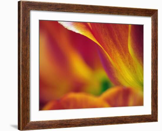 Close-up of underside of tulip flower, Kuekenhof Gardens, Lisse, Netherlands, Holland-Adam Jones-Framed Photographic Print