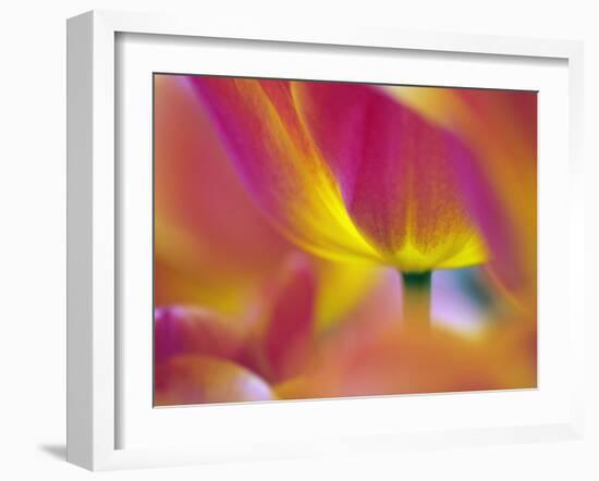 Close-up of underside of tulip flower, Kuekenhof Gardens, Lisse, Netherlands, Holland-Adam Jones-Framed Photographic Print