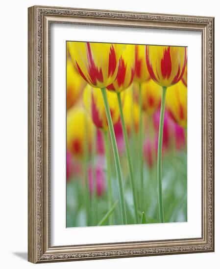 Close-up of underside of tulip flower, Kuekenhof Gardens, Lisse, Netherlands, Holland-Adam Jones-Framed Photographic Print