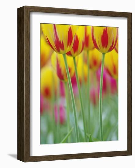 Close-up of underside of tulip flower, Kuekenhof Gardens, Lisse, Netherlands, Holland-Adam Jones-Framed Photographic Print