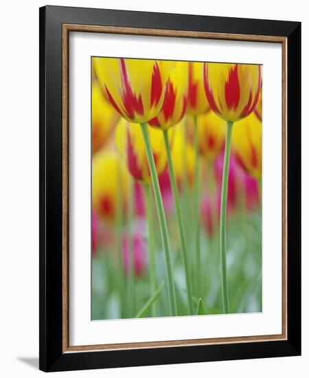 Close-up of underside of tulip flower, Kuekenhof Gardens, Lisse, Netherlands, Holland-Adam Jones-Framed Photographic Print