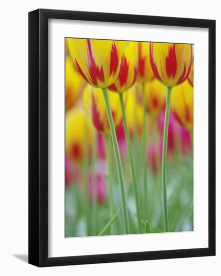 Close-up of underside of tulip flower, Kuekenhof Gardens, Lisse, Netherlands, Holland-Adam Jones-Framed Photographic Print