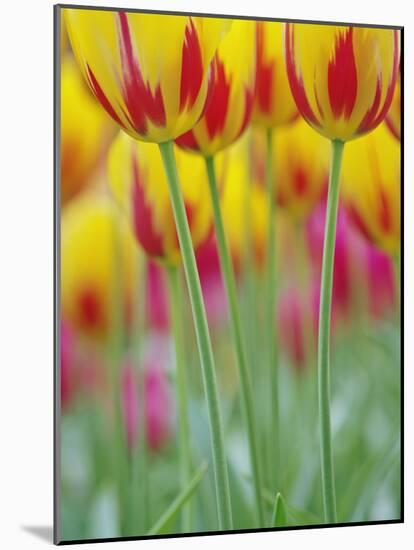 Close-up of underside of tulip flower, Kuekenhof Gardens, Lisse, Netherlands, Holland-Adam Jones-Mounted Photographic Print