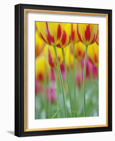 Close-up of underside of tulip flower, Kuekenhof Gardens, Lisse, Netherlands, Holland-Adam Jones-Framed Photographic Print