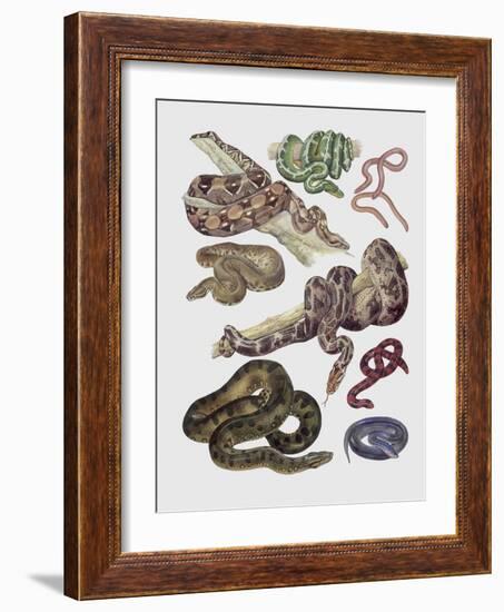 Close-Up of Various Snakes-null-Framed Giclee Print