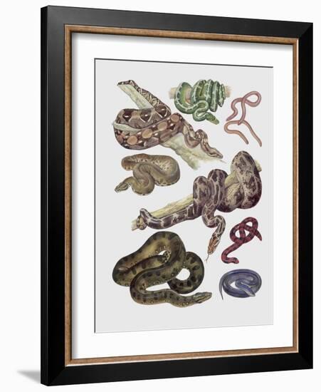 Close-Up of Various Snakes-null-Framed Giclee Print